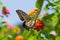 Colorful swallowtail butterfly flying