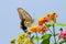 Colorful swallowtail butterfly flying