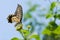 Colorful swallowtail butterfly flying and feeding