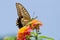 Colorful swallowtail butterfly flying and feeding