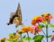 Colorful swallowtail butterfly flying and feeding