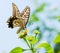 Colorful swallowtail butterfly flying and feeding