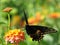 Colorful swallowtail butterfly getting nectar.