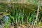 Colorful swamp area with bright spring green vegetation. Background