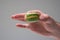Colorful sweet macaroon cookie held in hand by Caucasian male hand. Close up studio shot, isolated on gray background