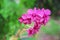 Colorful sweet pink or purple orchid flowers or  dendrobium blooming in garden