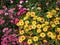 Colorful sweet yellow zinnia violacea and pink dianthus blooming in garden , nature outdoor multi colored ornamental