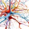 Colorful synapses of neural communication in the human brain. The human nervous system and synaptic transmission of