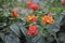 Colorful Tagetes flowers