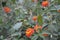 Colorful Tagetes flowers