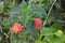 Colorful Tagetes flowers