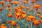 Colorful Tagetes flowers