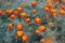 Colorful Tagetes flowers