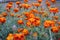 Colorful Tagetes flowers