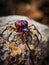 Colorful tarantula spider sitting on the branches of a tree macro photo Generative AI