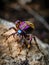 Colorful tarantula spider sitting on the branches of a tree macro photo Generative AI