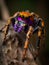 Colorful tarantula spider sitting on the branches of a tree macro photo Generative AI