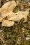 Colorful Tent Caterpillar on Oak Leaf and Soil