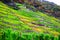 colorful terraced steep vineyards during autumn