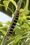 Colorful Tetrio Sphinx Caterpillar Eating