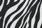 Colorful texture black and white in seamless stripes of zebra patterns on concrete wall for background