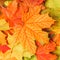 Colorful texture with fallen maple leaves, macro