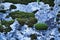 Colorful texture of lichen growing on gray stone