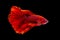 Colorful Thai betta fish, red betta, cracked fish on a black background