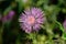 Colorful thistle flower