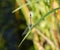 A Colorful Thornbush Dasher Dragonfly Micrathyria hagenii Perched on a Blade of Grass in Mexico