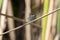 A Colorful Thornbush Dasher Dragonfly Micrathyria hagenii Perched on a Twig in Mexico