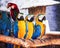 Colorful three blue and yellow macaw standing on tht timber , ara chloropterus group nature background