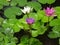 Colorful Three water lily lotus flower