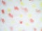 Colorful Tie Dye. Fantasy Print. Colorful Tie Dye Template. Colorful Blurred Aquarelle Blobs. Beautiful Fashion Wallpaper. Trendy