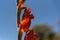 The Colorful Tints of Canna Flower 08