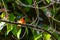 A colorful tiny Mrs.Gould`s sunbird perch on Wild Himalayan Cherry branch