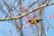 A colorful tiny Mrs.Gould`s sunbird perch on Wild Himalayan Cherry branch