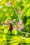 A colorful tiny Mrs.Gould`s sunbird perch on Wild Himalayan Cherry branch