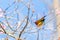 A colorful tiny Mrs.Gould`s sunbird perch on Wild Himalayan Cherry branch