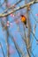 A colorful tiny Mrs.Gould`s sunbird perch on Wild Himalayan Cherry branch