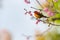 A colorful tiny Mrs.Gould`s sunbird perch on Wild Himalayan Cherry branch