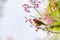 A colorful tiny Mrs.Gould`s sunbird perch on Wild Himalayan Cherry branch