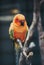 Colorful tiny parrot bird sitting on a brown tree in zoo