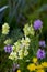 Colorful toadflax flower linaria vulgaris on a summer garden