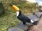 A colorful Toco Toucan, at the Parque das Aves at Iguazu Falls, Brazil