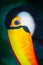 Colorful Toco Toucan tropical bird in Pantanal, Brazil