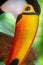 Colorful Toco Toucan tropical bird in Pantanal, Brazil