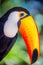 Colorful Toco Toucan tropical bird in Pantanal, Brazil