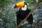 Colorful toucan in the aviary