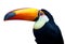 Colorful Toucan Bird